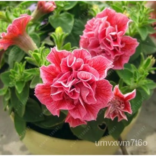 (Its a seed, not a plant!)etunia seeds, double petals petunia flower seeds, perennial bonsaiมะละกอ/พาสต้า/ผู้ชาย/สวน/แม