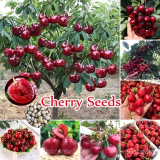 （เมล็ดพันธุ์ ถูก คละ）30 ชิ้น/ถุง Cherry Seeds Tropical Fruit Seeds พันธุ์ไม้ผล เมล็ดพันธุ์ ต้นไม้ฟอกอากาศ Bonsai Tree Se