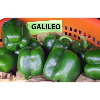 เมล็ดพันธุ์พริกหวานสีเขียวกาลิเลโอ Galileo Sweet Bell Pepper บรรจุ 25 เมล็ด คุณภาพดี ของแท้ ราคาถูก นำเข้าจากต่างประเทศ