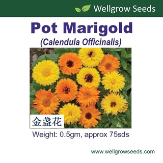 Pot Marigold / Calendula Seeds ดอกดาวเรือง Herb Seeds Wellgrow Seeds生菜/向日葵/玫瑰/裙子/帽子/内裤/香菜/儿童/芹菜/园艺/ MEP3