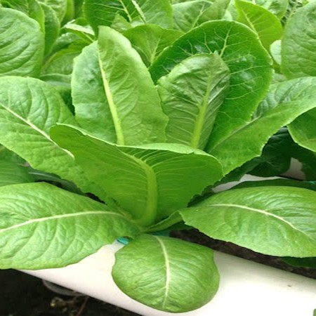 เมล็ดผักสลัดกรีนคอสผักกาดคอส (Cos Lettuce)