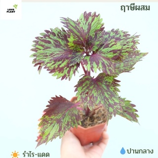 ฤาษีผสม ต้นฤาษีผสม ฤษีผสม coleus ซื้อ 5 ฟรี  1 ต้นไม้มงคล ไม้มงคล ฟอกอากาศ