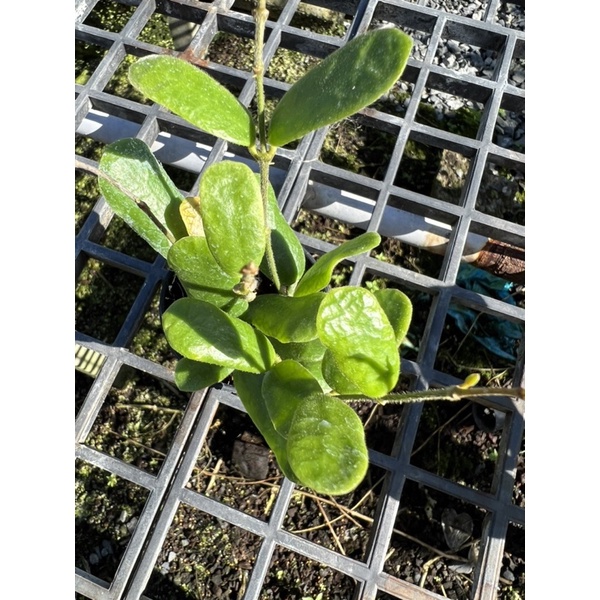 hoya rotundiflora…..