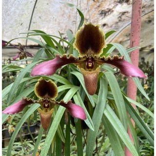 กล้วยไม้รองเท้านารีเหลืองเลย Paphiopedilum hirsutissimum ไม้ฟาร์ม ดอกใหญ่สีสด สวยงาม