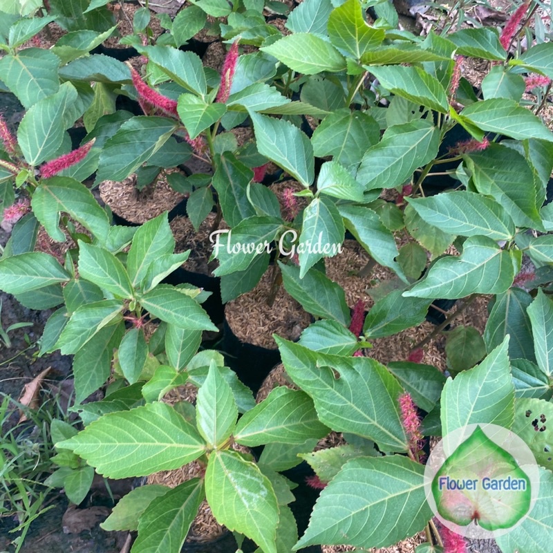 F262 ต้นหางกระรอก Acalypha Hispida สมุนไพร ดอกสีแดง แบบถุง พร้อมส่ง ราคา ถูกที่สุด ดีลบีเคเค แกลเลอรีภาพที่ 6