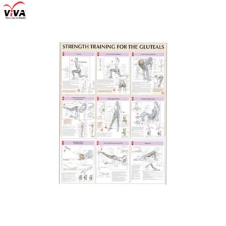 VIVA โปสเตอร์สีประกอบการฝึกกล้ามเนื้อสะโพก- Strenght training for the gluteals poster ขนาด24x31"