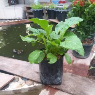 มะเขือเปราะเจ้าพระยา(Chao phaya eggplant)หรือมะเขือเผาะ พืชสวนครัว