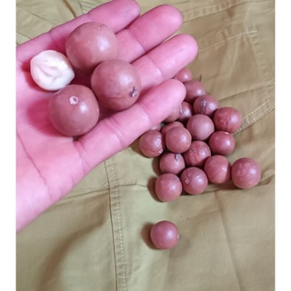ลูกแมคคาเดเมียผลไม้หอมมันอร่อย