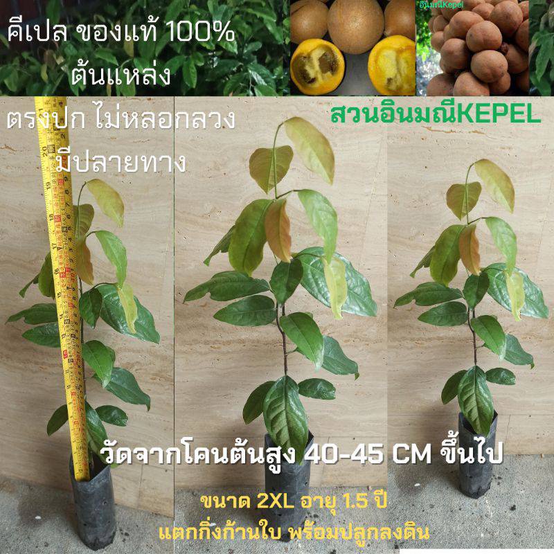 คีเปล ต้นกล้าคีเปล 2XL อายุ 1ปี 40-45ซม.ผลไม้กินแล้วตัวหอม อยากเป็นคนเนื้อหอม หามาปลูกใว้ได้เลย ผลหากินยาก ราคาต่อ1ต้น