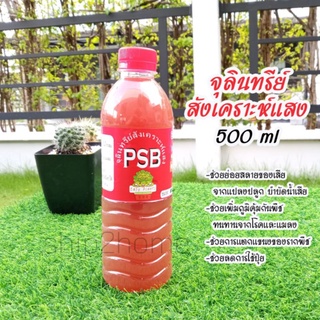 จุลินทรีย์สังเคราะห์แสง (PSB) 500ml เร่งการเจริญเติบโตพืช ยับยั้งเชื้อแบคทีเรียก่อโรค ขจัดกลิ่นเหม็น