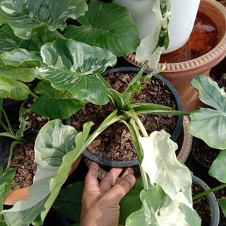 Alocasia Okinawa Silver โอกินาว่า