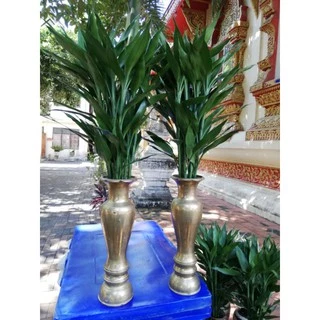 ไผ่กวนอิมหยก​ ต้นตรง​ 2 มัด