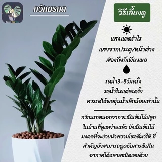 🌿🍃ต้นกวักมรกต (Zz Plant) (ฟอร์มกอใหญ่) ต้นสูง60-70 พร้อมกระถางครบชุดพร้อมปลูก (ต้นไม้ฟอกอากาศ)