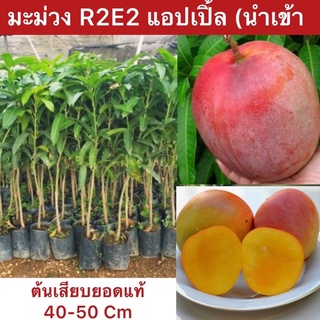 ต้นมะม่วง R2E2 เสียบยอดแท้ นำเข้าออสเตรเลีย (ต้นมะม่วงแอปเปิล) ต้นสูงประมาน 40-50 Cm.