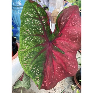 นางไหมบอนสีสวยมากสีชัดเจนกัดสีแล้วต้นลูก 3-5ใบ🔥ต้อนรับปีใหม่🔥รากติดดีกระถาง4 นิ้ว