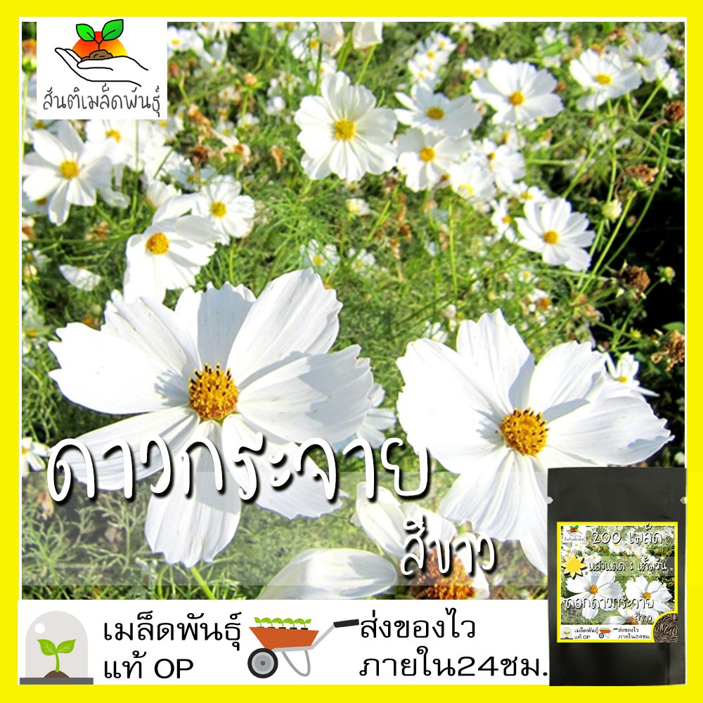 เมล็ดพันธุ์ ดอกดาวกระจายสีขาว ดอกคอสมอส200เมล็ด White Purity Cosmos Flower Seed เมล็ดพันธุ์แท้ นำเข้าจากต่างประเทศ สีขาว