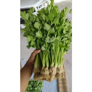 เมล็ดพันธุ์คื่นฉ่าย 2500 เมล็ด [ 5เเถม 1คละได้ ]