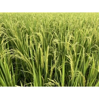 เร่งเต่ง🌾 : ปุ๋ยเคมีธาตุอาหารรองเสริม(เมล็ดเต็ม/ได้น้ำหนัก/ข้าวออกรวงเสมอ/ขั้วเหนียว/รวงยาว)