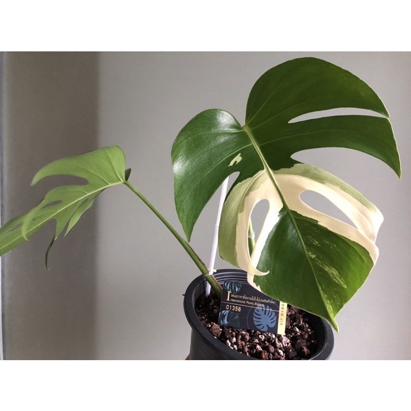 มอนสเตอร่า อัลโบ้ Monstera Albo ไม้ยอด