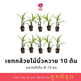 เซตกล้วยไม้นิ้วหวาย 10 ต้น ลำต้นแข็งแรงสมบูรณ์ มีให้เลือกหลากหลายสี