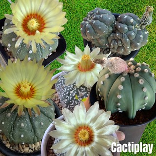 เมล็ดกระบองเพชร เมล็ดแอสโตรไฟตัม Astrophytum asterias &amp; nudum mix เมล็ดแคคตัส