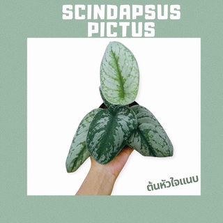 ต้นหัวใจแนบScindapsus pictus💚🪴🤍