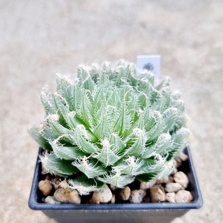 พร้อมส่ง!!ฮาโวเทีย Haworthia bolusii hybridBX-1 (Semiviva) จัดส่งแบบล้างราก