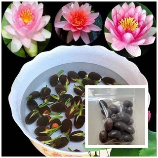 20เมล็ด เมล็ดพันธุ์ดอกบัวจิ๋ว เมล็ดพันธุ์ดอกไม้ ดอกบัวจิ๋ว บัวแคระคละสี ปลูกง่าย ออกดอกไว พร้อมส่งในไทย