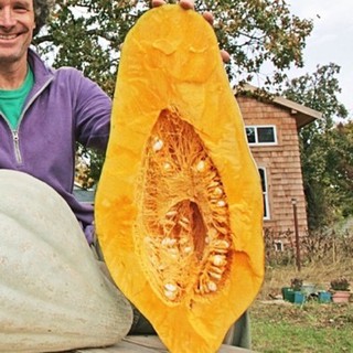 เมล็ดพันธุ์ ฟักทอง บลูฮับบาร์ด (Blue Hubbard Squash Seed) บรรจุ 3 เมล็ด