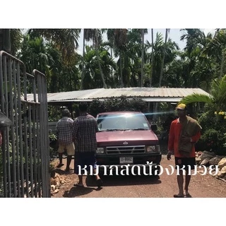 หมากสดสวนแปดริ้ว30ลูก(ไซส์กลางกับใหญ่)ราคานอกฤดู