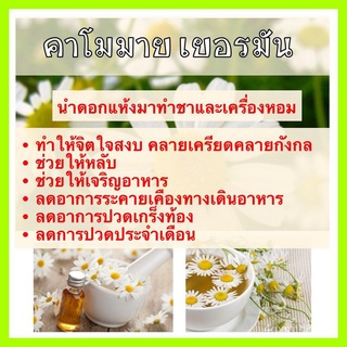 (ผู้ค้าส่งเมล็ดพันธุ์) พร้อมส่ง ❗❗ เมล็ดพันธุ์แท้ OP คาโมมาย เยอรมัน - Common German Chamomile เมล็ดพันธุ์ดอกไม้ ราคาถูก