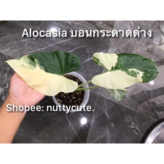 Alocasia บอนกระดาดด่าง🪴ไซส์ตั้งแม่-เพาะจากเหง้า