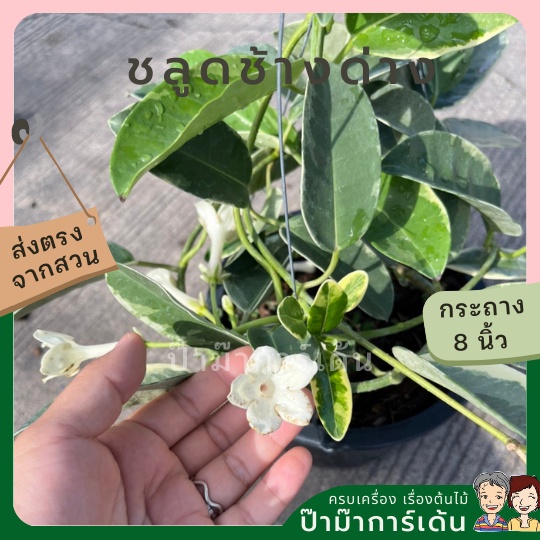 มุมมอง 2