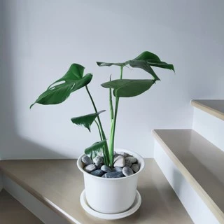 กระถางพลาสติกทรงถ้วยจีน 8"-10"-12" (นิ้ว) พร้อมจานรอง