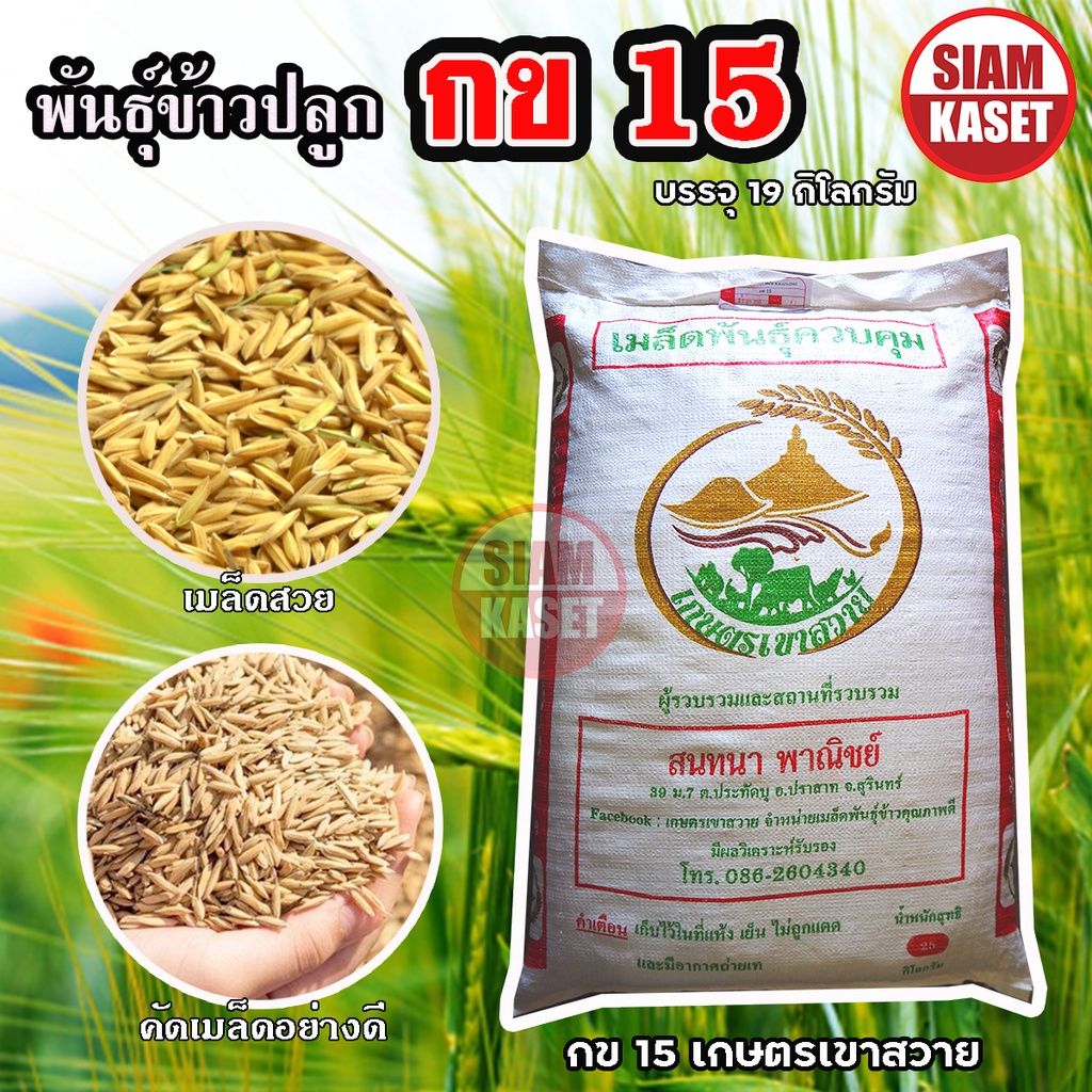 เมล็ดพันธุ์ข้าว พันธุ์ข้าวปลูก กข15  มะลิ105 ตรากรมการข้าว พันธุ์ข้าวหอมมะลิ เกษตรเขาสวาย ข้าวปลูก บ