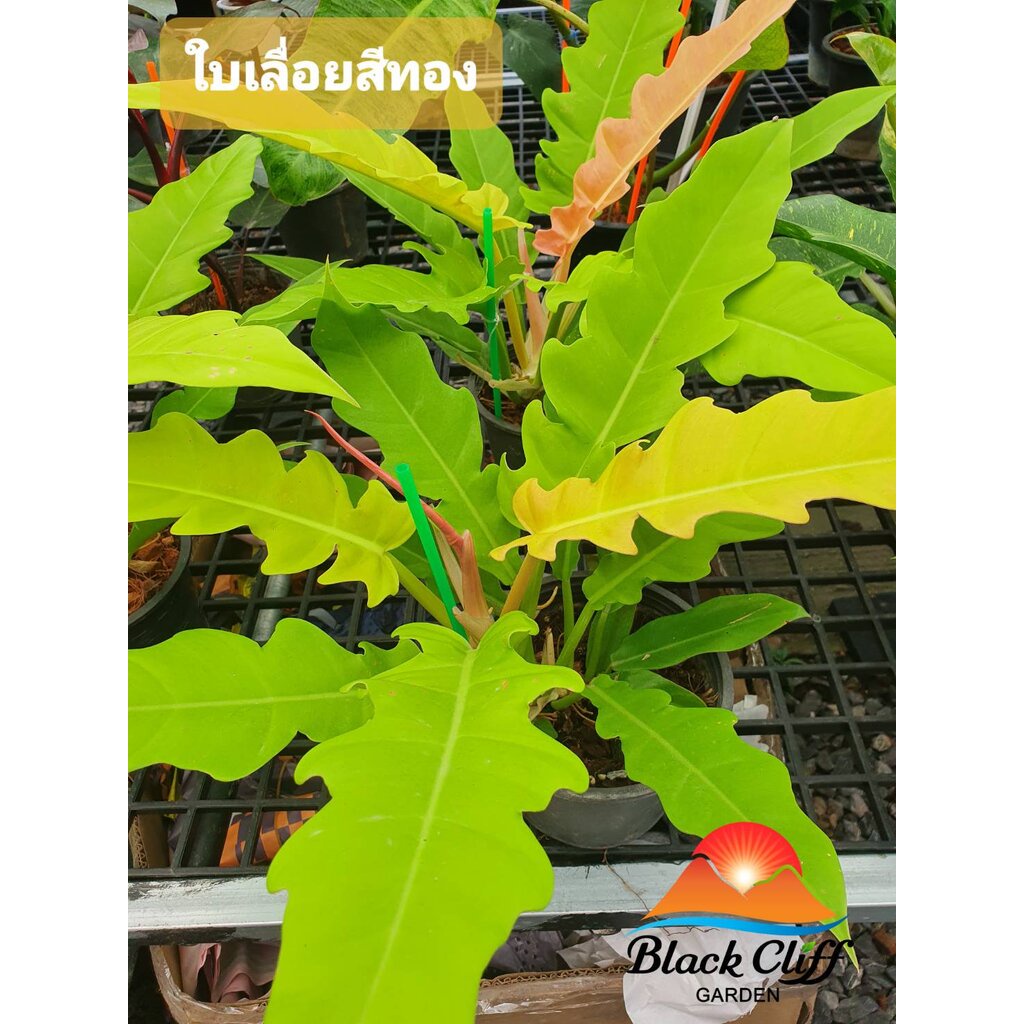 ฟิโลเดนดรอนใบเลื่อยสีทอง Philodendron golden saw พุ่มหนาสวย สวนเขาหมาก