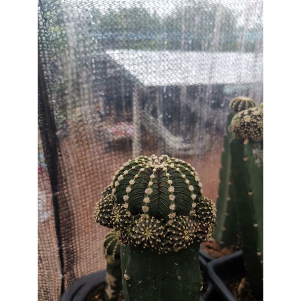 LB2178​ แท้, แอลบี2178, LB2178แท้ไม้กราฟ