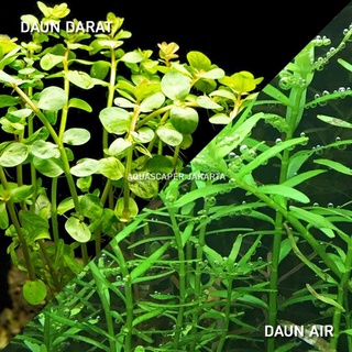 Rotala Sp Green Aquascape