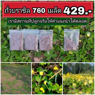 ถั่วบราซิล 760 เมล็ด,429บาท (เมล็ดพันธุ์ถั่วบราซิล)