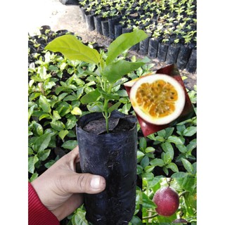 ต้นเสาวรสชนิดผลสีม่วง (Passiflora edulis)1​ชุด​มี​3​ถุง​ชุด​ละ​100บาทขา​ยราคา​ถูก​พร​้​อ​มส่ง​(ประกัน​สินค้า​ทุก​กรณี)​