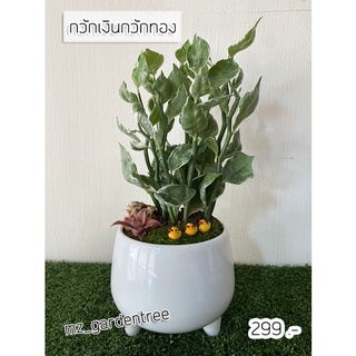 [[ต้นไม้จริง]]🎋🎋สวนถาดไม้มงคล  กวักเงินกวักทอง🎋🎋 **ต้นไม้คัดฟอร์มสวยทุกต้น**