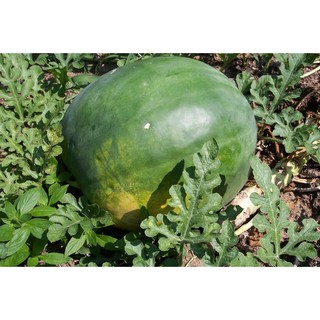 เมล็ด แตงโม ฟอริด้าใจแอ้น - Florida Giant Watermelon