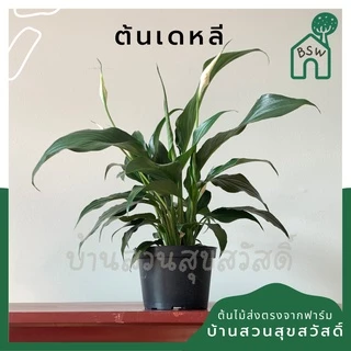 เดหลี ฟอร์มกอ กอใหญ่มาก มาในกระถางพร้อมตั้ง