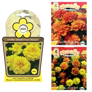 เมล็ดดอกดาวเรือง (Marigold) เมล็ดพันธุ์ดาวเรือง