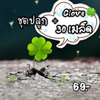 เมล็ดพันธุ์🌟เมล็ดเก็บสด🌟ชุดปลูกต้น”โคลเวอร์”(Clover)🍀ใบไม้นำโชค