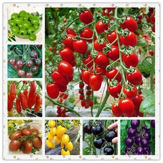 （อัตราการปลูกสูง）200ชิ้น การผสมสี Tomato seeds เรดดี้ เมล็ดพันธุ์ผัก เมล็ดพันธุ์ เมล็ดมะเขือเทศเชอร์รี่ ผักสวนครัว มะเขื