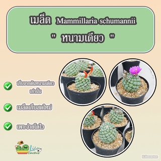 เมล็ด แมมชูแมน หนามเดี่ยว Mammillaria schumannii "single spine" 1 ซอง 10 เมล็ด