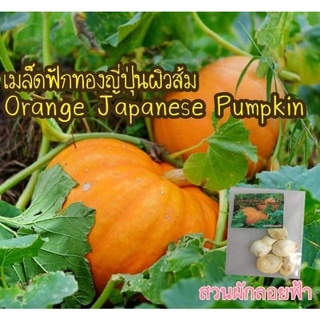 เมล็ดฟักทองญี่ปุ่นผิวส้ม 5เมล็ด20 Orange Japanese Pumpkin เมล็ดนำเข้า