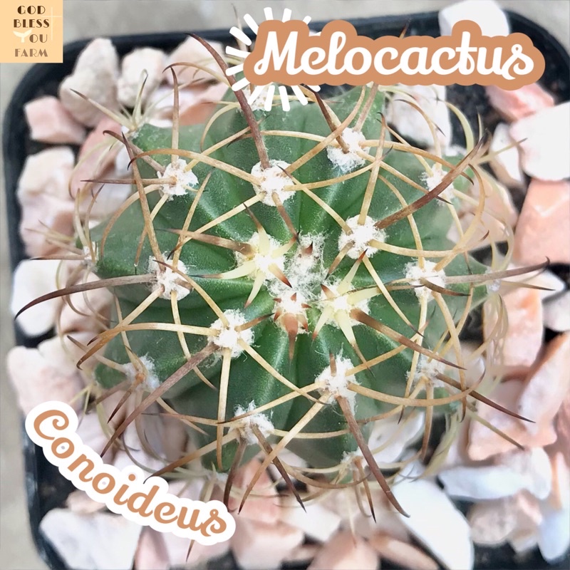 [เมโลเล็บเหยี่ยว] Melocactus Conoideus ส่งพร้อมกระถาง แคคตัส Cactus Succulent Haworthia Euphorbia ไม้หายาก พืชอวบน้ำ
