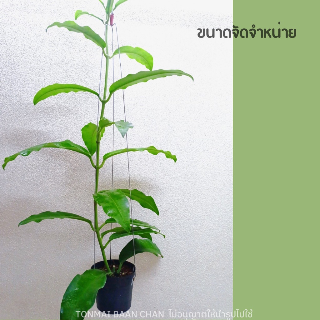 โฮย่าจักรพรรดิ์ Hoya Imperialis red ดอกสีแดงฟอร์มใหญ่ ต้นใหญ่ พร้อมออกดอก - รูปที่ 3